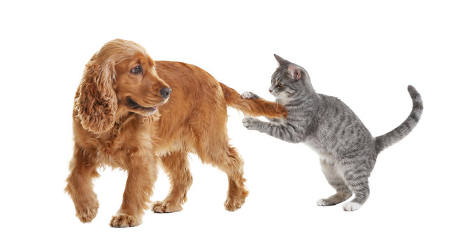 playful kitten playfully tugs on the tail of a golden cocker spaniel, both isolated on a transparent background, capturing a moment of interspecies interaction and mischief with transparency.