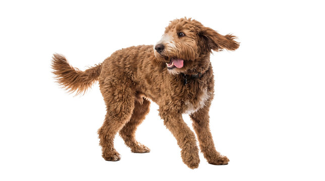 energetic golden doodle puppy in motion, with floppy ears and an open mouth, looking to the side against a transparent background, conveying joy and activity with transparency.