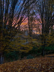 Twilight Through Trees