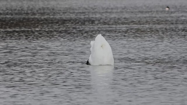 The Mute swan, Cygnus olor is a species of swan and a member of the waterfowl family Anatidae. Here swimming on a lake.