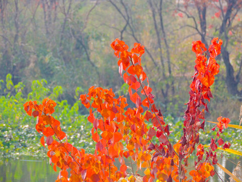 the vibrant autumn foliage of the Chinese tallow tree