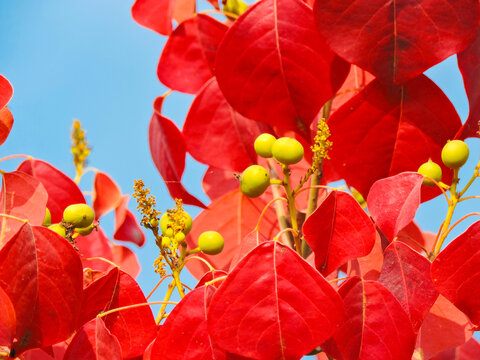 the autumn foliage and fruit of the Chinese tallow tree, also known by its scientific name Triadica sebifera