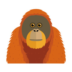Orangutan, modern 2D flat vector illustration in icon style, isolated on pure white background. © Antoni