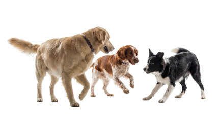 three dogs in motion on a white background, a golden retriever, a spaniel, and a border collie, interacting playfully. © Gail