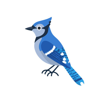 Flat 2D vector illustration of Blue Jay, simple icon style on a clean white background.