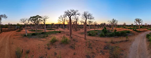 Fototapeten Baobab Baobab Forest at Sunrise – Ifaty  Mangily, Madagascar. Panoramic view    © mirecca