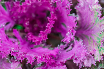 Obraz premium Brassica with raindrops or dew. on a blurred background with bokeh. colorful flower macro photo. screensaver. free space. close-up. blank for creativity