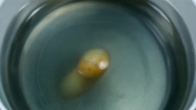 Potato Osmosis in Hypertonic Solution - Close-up of Cell Shrinking and Loss of Turgidity