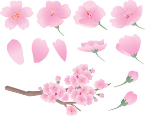 春の桜の花びら