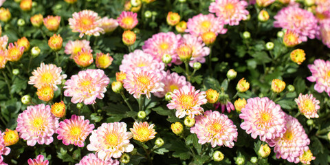 Full frame of bouquet of blooming pink chrysanthemums background
