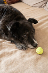 Elderly black dog resting beside a yellow ball on a couch  