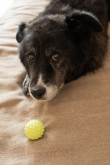 Elderly dog lying on a couch with a toy ball in front of it  