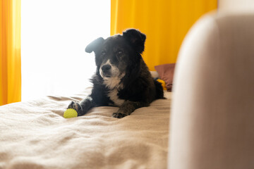 Senior dog lying on bed with a toy ball in a cozy room  