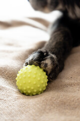 Elderly dog playing with a green rubber ball on a blanket  