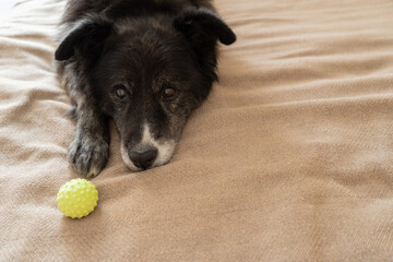 Elderly black dog lying on blanket with yellow ball nearby  
