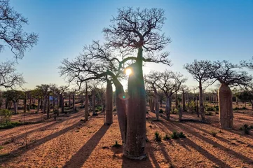 Fototapeten Baobab Baobab Forest at Sunrise – Ifaty  Mangily, Madagascar    © mirecca