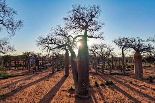 Baobab Forest at Sunrise &ndash; Ifaty  Mangily, Madagascar

