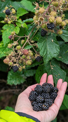 Ripe blackberries. Harvesting