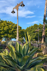 Fototapeta premium An agave plant and an ornate lamppost are seen in Estepona Spain. The scene includes trees blue sky and other plants in a park setting.