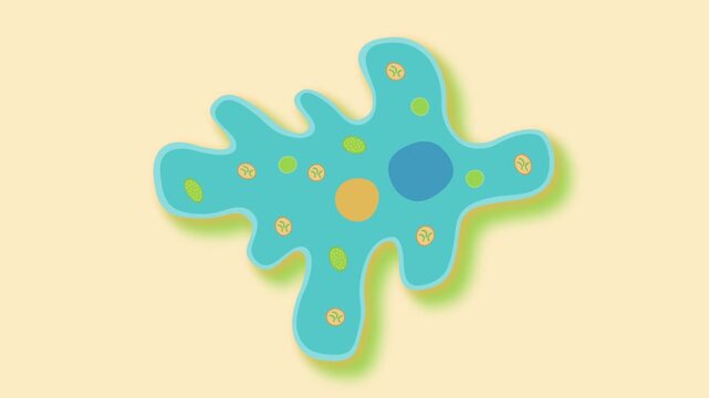 amoeba structure and movement biology animation