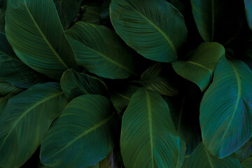 Leaves in the park concept dark green black background image(PHOTO)	
