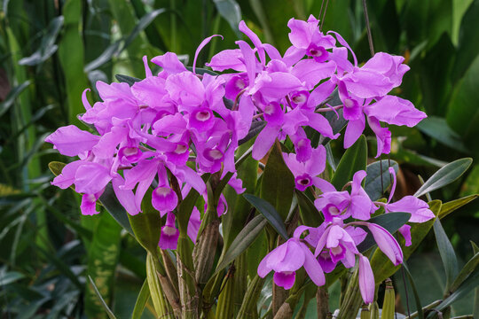 Closeup view of bright purple pink and white flowers of cattleya bowringiana orchid blooming outdoors in tropical garden