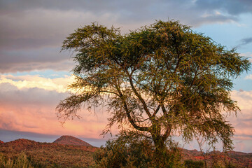 Obraz premium Paysage de Namibie au lever du soleil