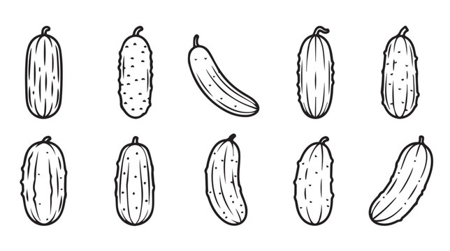 Hand Drawn Cucumber Variety Collection Outline Vector Illustration
