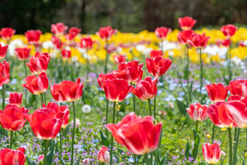 Fototapeta premium 公園の花壇一面に咲き誇る赤と黄色の鮮やかなチューリップ畑