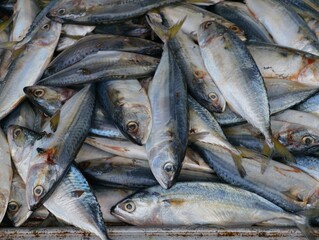 Obraz premium Top view of fresh mackerel fish forming a natural seafood texture background, suitable for food and market concepts.