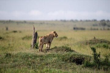 Lion in the savannah