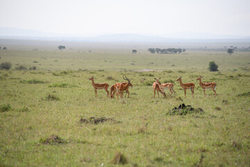 Naklejka premium Herd of Antelope in wild of Kenya