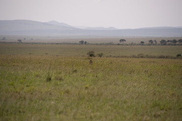 Cheetah roams through its territory