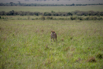 Fototapeta premium Cheetah roams through its territory