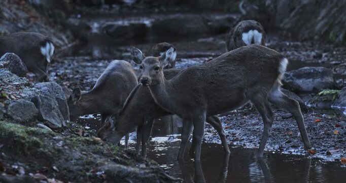 Group of deer drinking from puddles - slow motion
