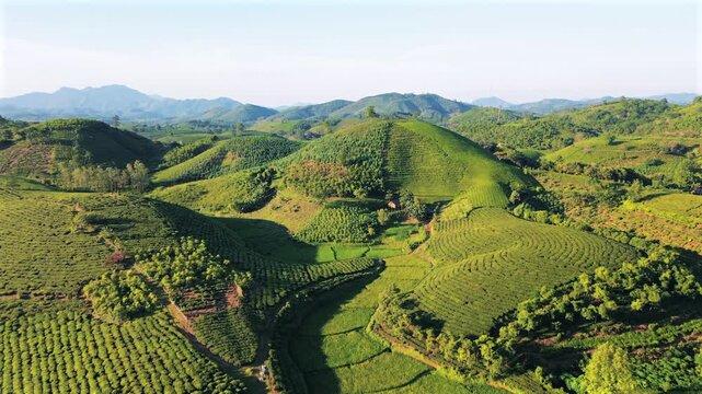 Stunning aerial drone shot over the lush green tea plantations of Long Coc, featuring rolling hills and traditional agricultural patterns in the Phu Tho province of Northern Vietnam