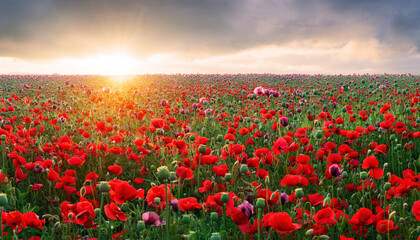 Panorama of a field of red poppies against the background of the evening sky