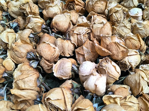 Close up of dried beige rose buds forming a natural floral texture, symbolizing nostalgia, decay, romance, and timeless beauty with a soft vintage aesthetic.