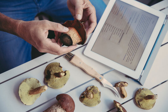 Man's hand holding scarletina bolete while reading information on digital tablet