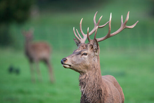 England, Red deer, Cervus elaphus