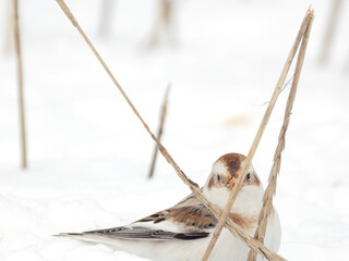 渡来した可愛いユキホオジロ