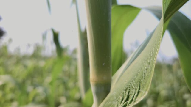 Immature green sorghum (jowar) stalks sway gracefully in the Indian breeze. This resilient dryland crop features thick, waxy culms and long leaves, providing vital food and fodder for local farming.