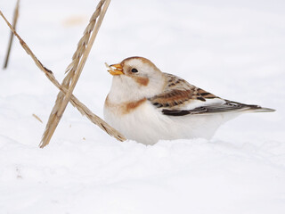 渡来した可愛いユキホオジロ