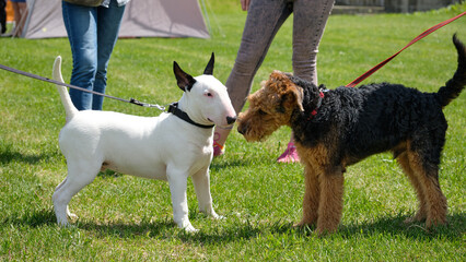 Acquaintance of terrier dogs of different breeds Welsh and bull terrier
