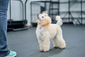 A puppy of a small poodle in a rack demonstrates the correct proportions of the body