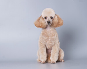 Apricot poodle puppy isolated on yellow background