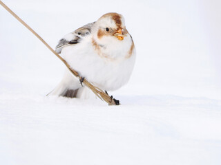 渡来した可愛いユキホオジロ