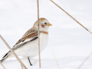 渡来した可愛いユキホオジロ