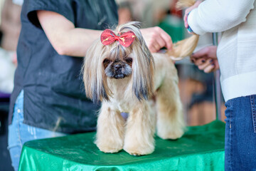 Beautiful shih tzu dog at the groomer's table