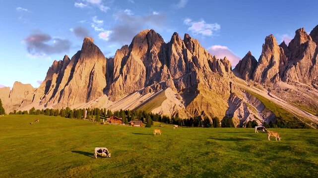 Aerial view of the Odle Mountains, where cows graze on the lush green grass contrasting with the rough texture of the mountains, San Giovanni, Trentino-Alto Adige, Italy.